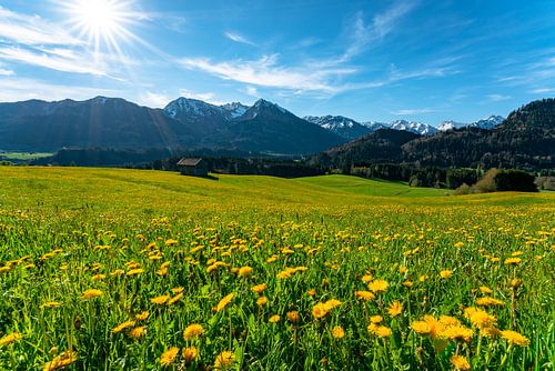 Bloemenweide boven de Oberallgäuer Alpen
