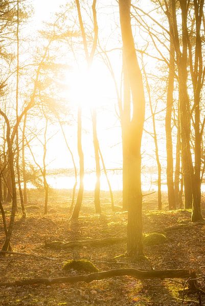 Sunrise Dwingelderveld Drenthe (The Netherlands) by Marcel Kerdijk