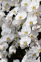 Flower waterfall