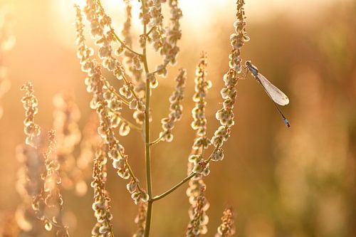 Waterjuffer in warm tegenlicht