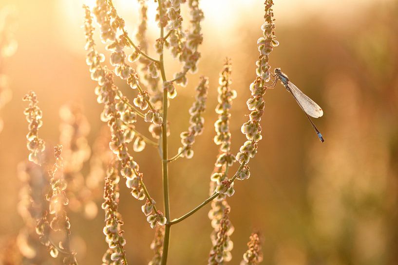 Waterjuffer in warm tegenlicht by Simon Hazenberg