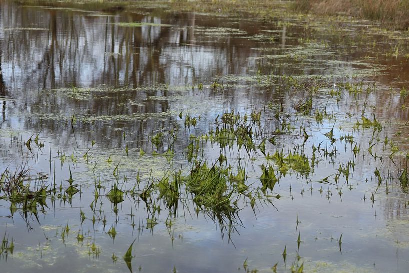 Pond after winter by Gewoon een mooi plaatje