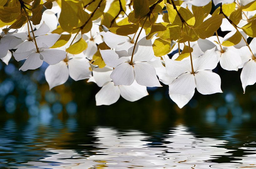 Dogwood by Violetta Honkisz