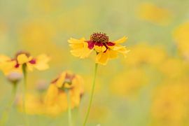 Gelb von Sandra de Vries-Köhler