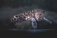 Amurpanther
