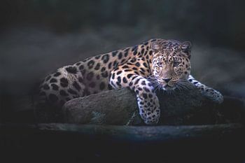 Amur panther