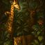 Jungle