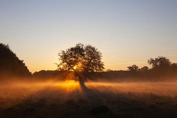 Hêtre solitaire sur Sven-Erik Arndt
