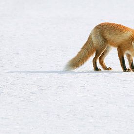 Red fox and a Dikbek crow (confrontation) by Harry Eggens