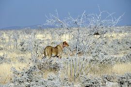 Lioness on the hunt for food by Ivette van Zeijl