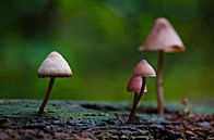 Pilze von Jessica Berendsen Miniaturansicht