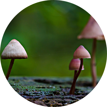 Paddestoelen van Jessica Berendsen