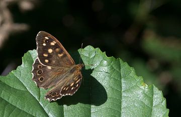 macro van een vlinder van ChrisWillemsen