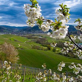 Blick in das Achertal von Tanja Voigt