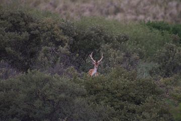 deer in the field by Wesley Klijnstra