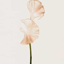 Serene 08 von Floortje Louise