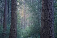 Blick durch stimmungsvollen Kiefernwald