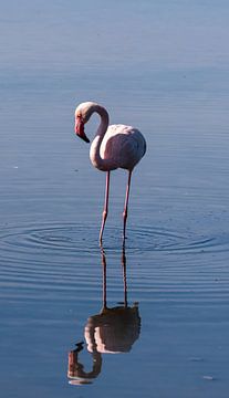Flamingo in de Camarque, Zuid-Frankrijk van Kees Rustenhoven
