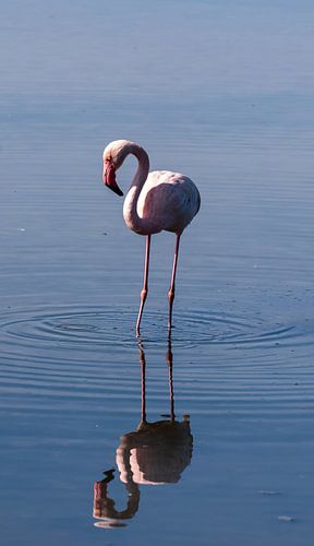 Flamingo in der Camarque, Südfrankreich