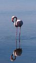 Flamingo in de Camarque, Zuid-Frankrijk van Kees Rustenhoven thumbnail