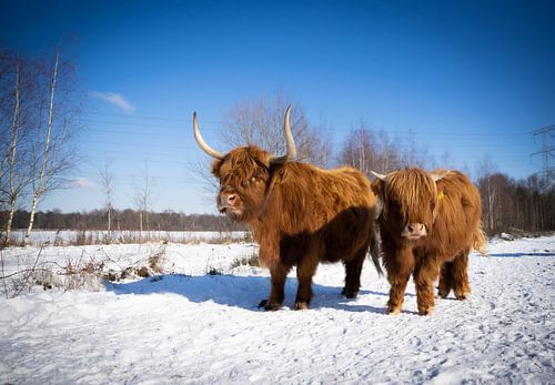 Scottish Highlanders