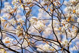Blue and white by gooifotograaf