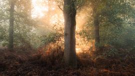 Die gewählten von Tristan Jacobs