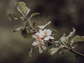 Blossom by José Lugtenberg