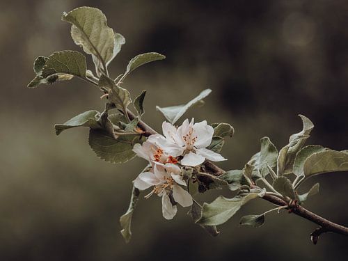 Blossom