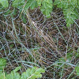 spinnenweb met regendruppels van Chantal Koper