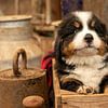 Berner pup Garth van Bob de Bruin