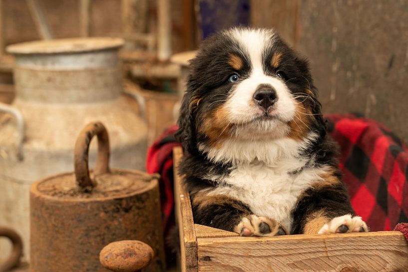 Berner Welpe Garth von Bob de Bruin