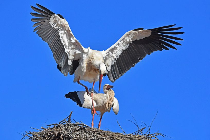 Frühlingsgefühle von Wiltrud Schwantz