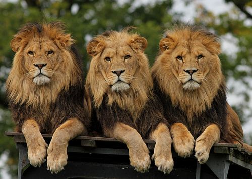 trois lions allongés