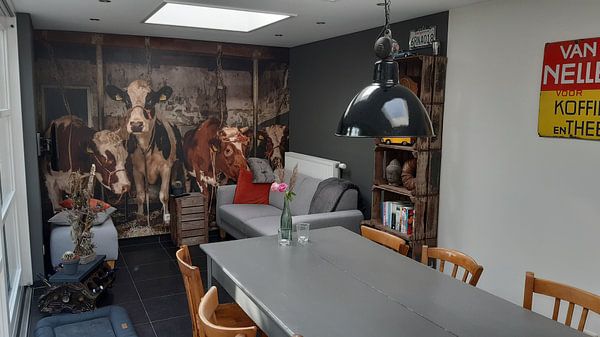 Customer photo: Dutch cows in an old barn by Inge Jansen, as wallpaper