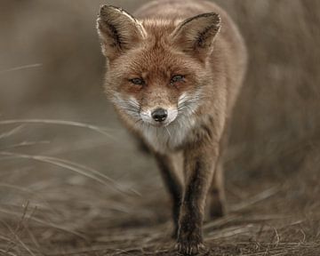 Fox walks to you by Patrick van Bakkum