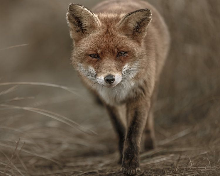 Fuchs läuft zu Ihnen von Patrick van Bakkum