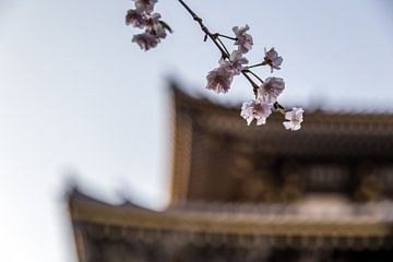 Kirschblüte in Japan von Mark Thurman