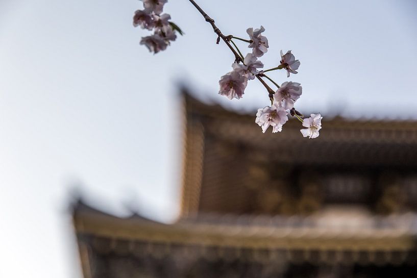 Fleurs de cerisier au Japon par Mark Thurman