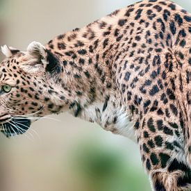 Amur leopard von Johann Pavelka