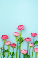 Pink Ranunculus