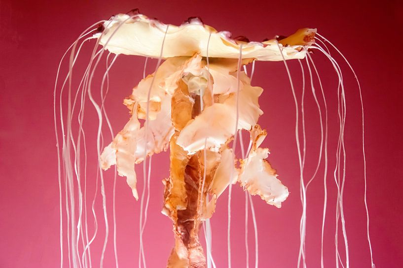 Artistic jellyfish by Daphne Elderenbos