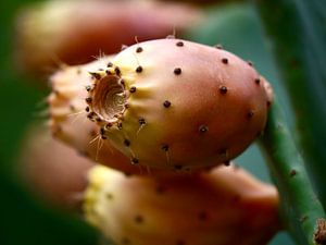 Vruchten van de cactus, de cactusvijg