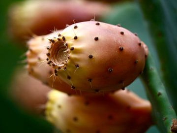 Vruchten van de cactus, de cactusvijg van Judith van Wijk