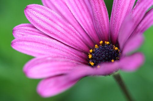 La beauté espagnole en matinée brumeuse 2