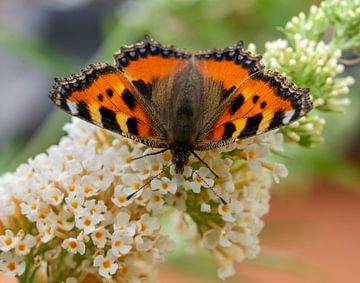 Petit papillon Fuchs-Aglais-Urticae sur une fleur de Buddleja sur Animaflora PicsStock