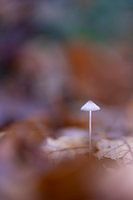 Kleiner gebrechlicher Fliegenpilz