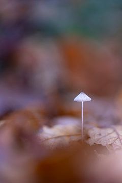 Klein frachiel paddenstoeltje van Niels Hamelynck