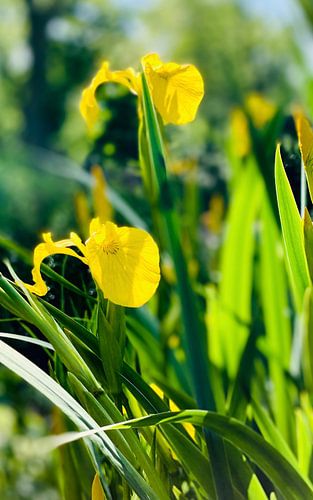 Summer irises by Marianna Pobedimova