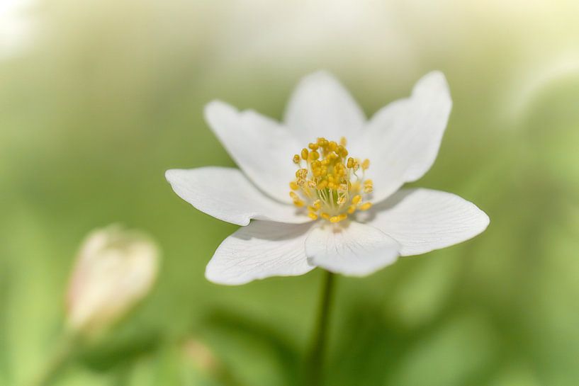 Wood Anemone by Ad Jekel